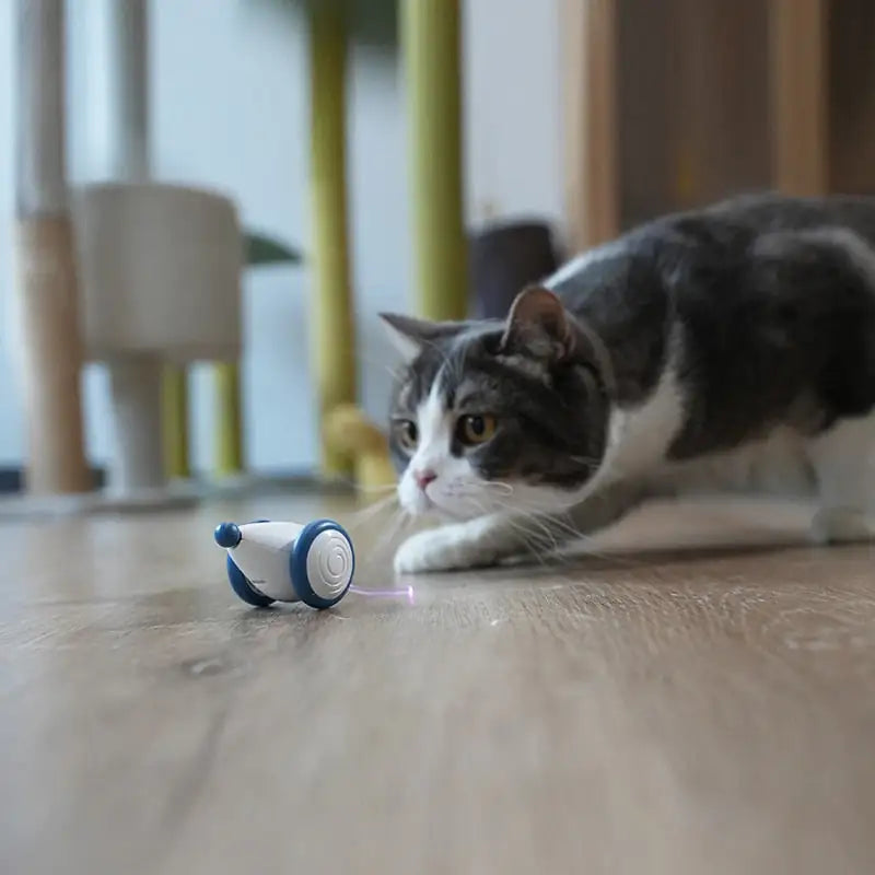 “RolCat” - POPULĀRĀKĀ KAĶU ROTAĻLIETA 2024 🌟🌟