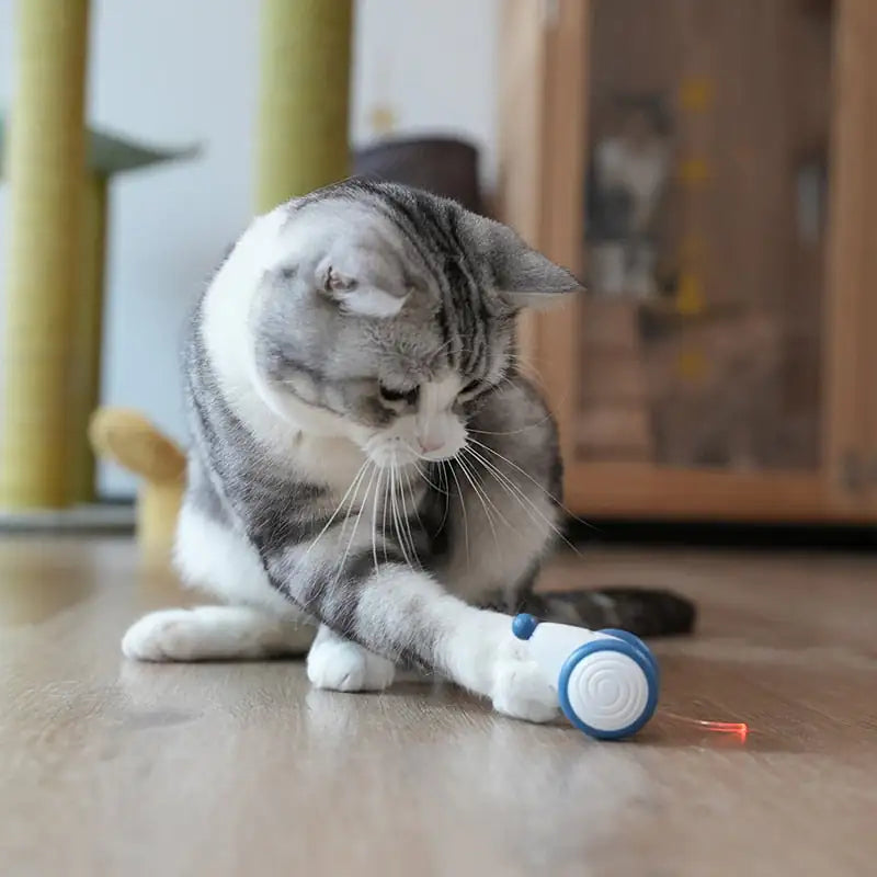 “RolCat” - POPULĀRĀKĀ KAĶU ROTAĻLIETA 2024 🌟🌟