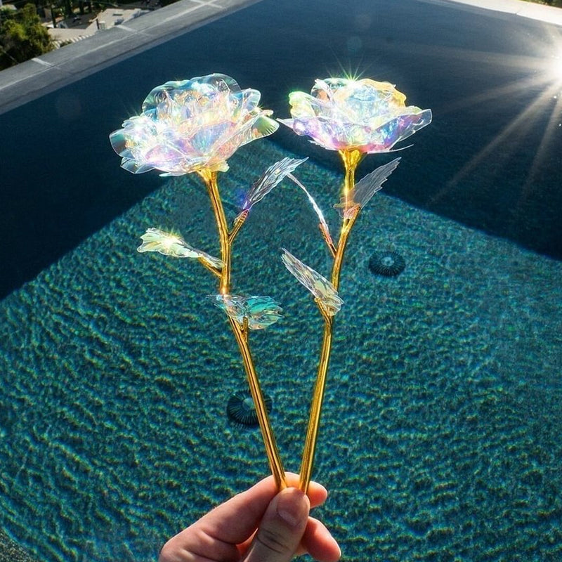 Spīdīgā guļošā roze