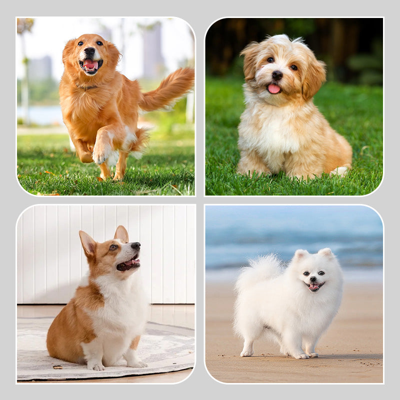 🔹 Pretpaslīdēšanas un ūdensizturīgi suņu apavi